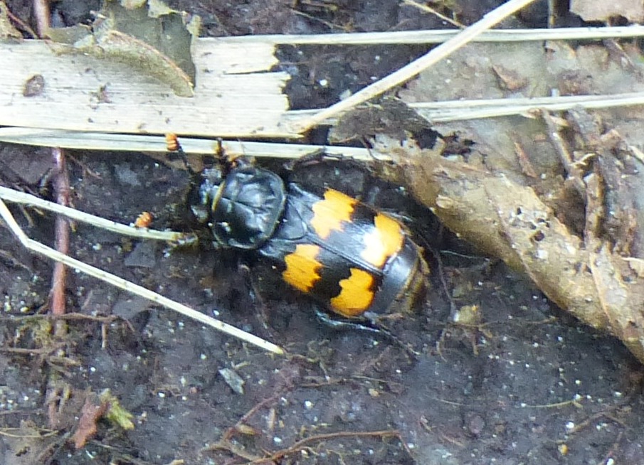 Nicrophorus fossor, Silphidae